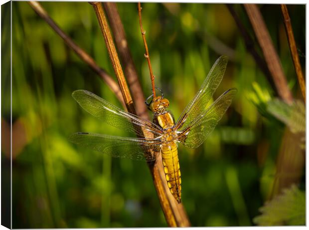 The Enchanting Dragonfly Canvas Print by Colin Allen