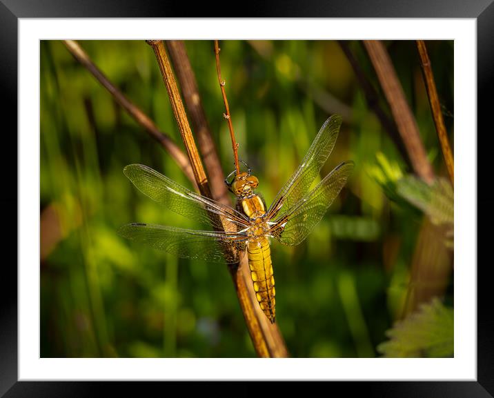 The Enchanting Dragonfly Framed Mounted Print by Colin Allen