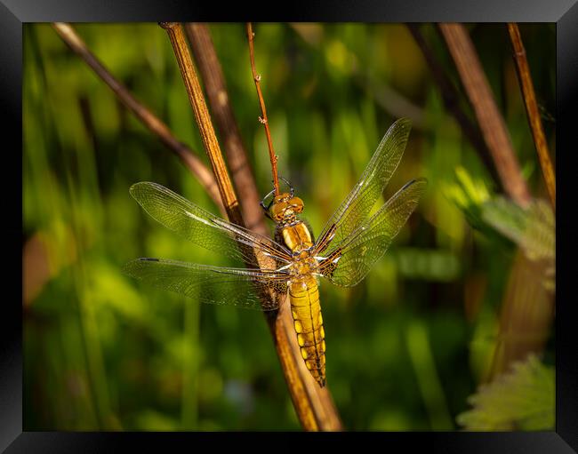 The Enchanting Dragonfly Framed Print by Colin Allen