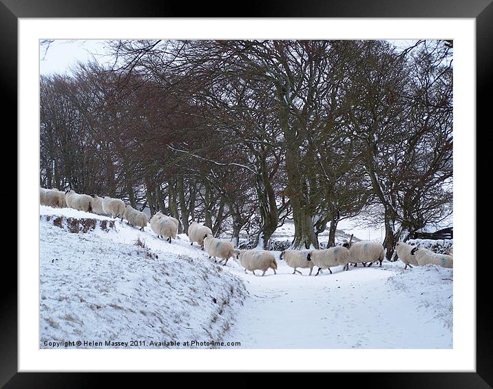 Sheep Crossing Framed Mounted Print by Helen Massey