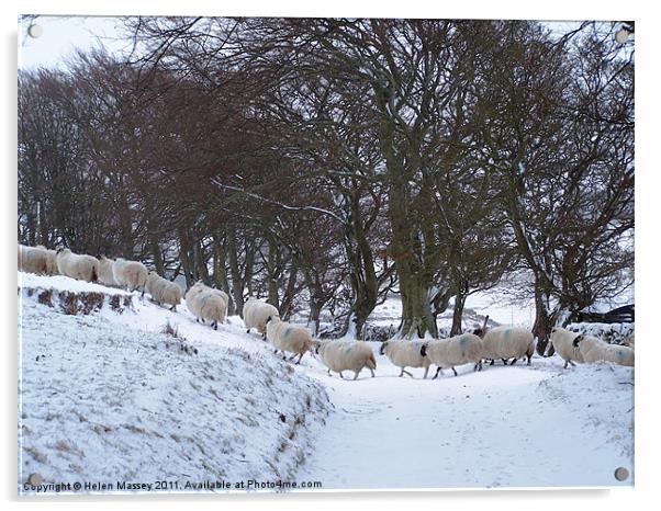Sheep Crossing Acrylic by Helen Massey