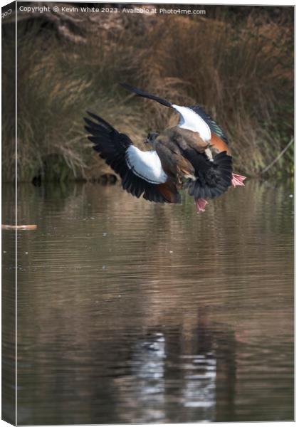 Egyptian goose making a sudden turn in mid air Canvas Print by Kevin White