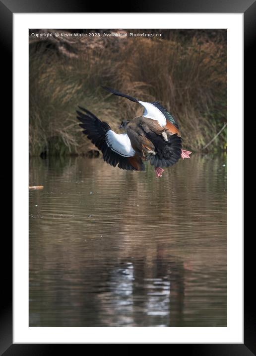 Egyptian goose making a sudden turn in mid air Framed Mounted Print by Kevin White
