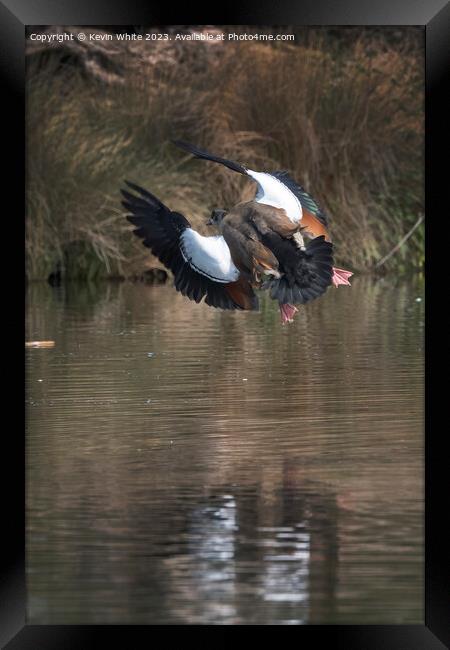 Egyptian goose making a sudden turn in mid air Framed Print by Kevin White