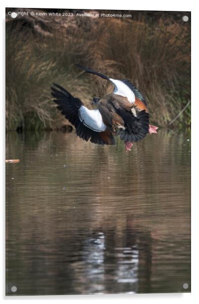 Egyptian goose making a sudden turn in mid air Acrylic by Kevin White