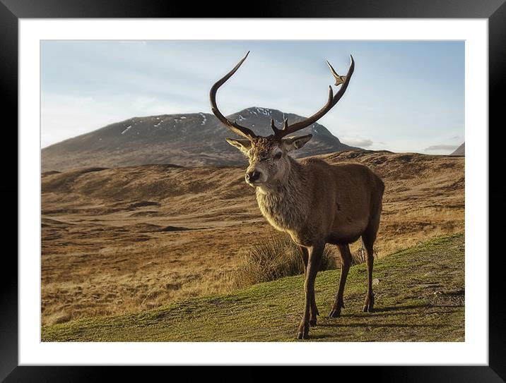 Scottish Stag Framed Mounted Print by Sam Smith