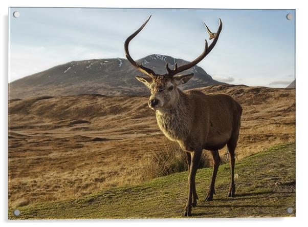 Scottish Stag Acrylic by Sam Smith