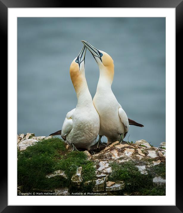 Gannets getting to know each other Framed Mounted Print by Mark Hetherington