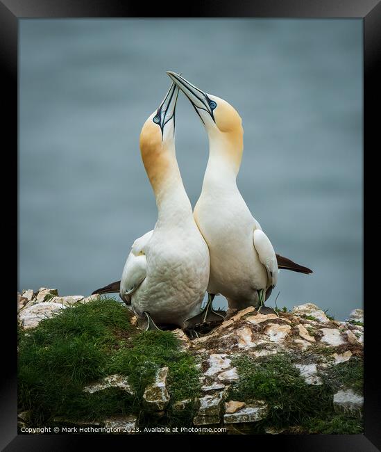 Gannets getting to know each other Framed Print by Mark Hetherington