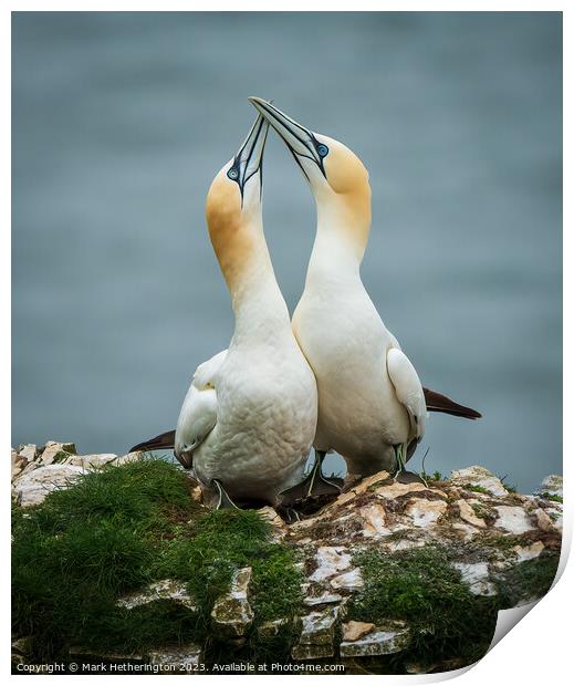 Gannets getting to know each other Print by Mark Hetherington