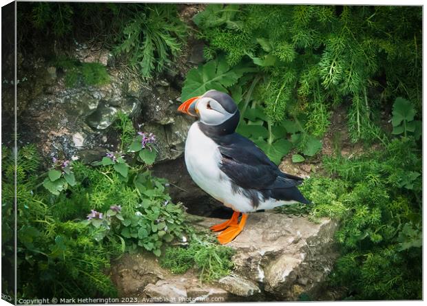 Puffin Canvas Print by Mark Hetherington