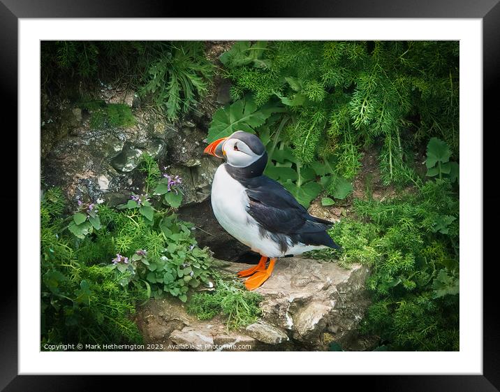 Puffin Framed Mounted Print by Mark Hetherington