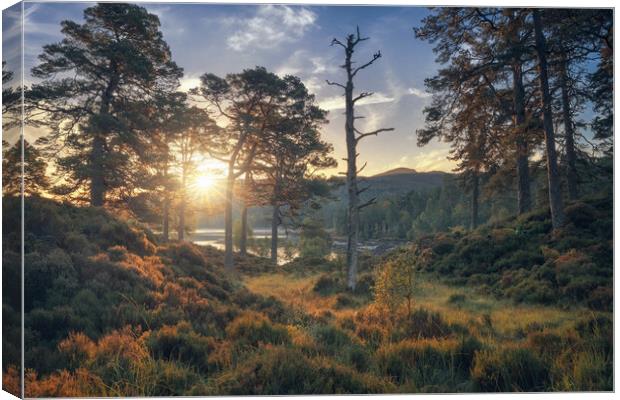 Glen Affric at Sunrise Canvas Print by Miles Gray