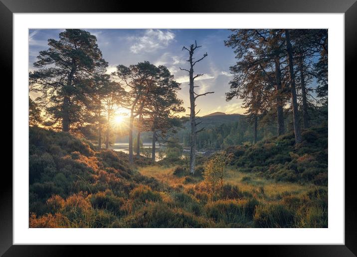 Glen Affric at Sunrise Framed Mounted Print by Miles Gray