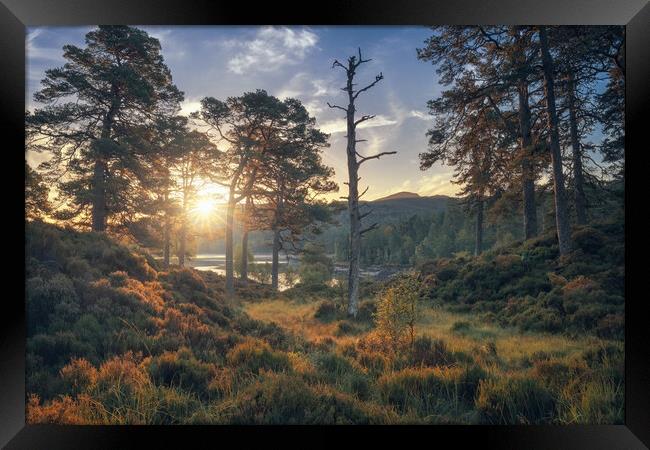 Glen Affric at Sunrise Framed Print by Miles Gray