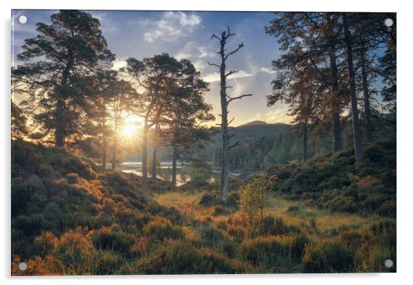 Glen Affric at Sunrise Acrylic by Miles Gray