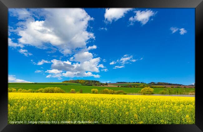 Rural area with rapeseed fields and forests under the blue sky. Framed Print by Sergey Fedoskin