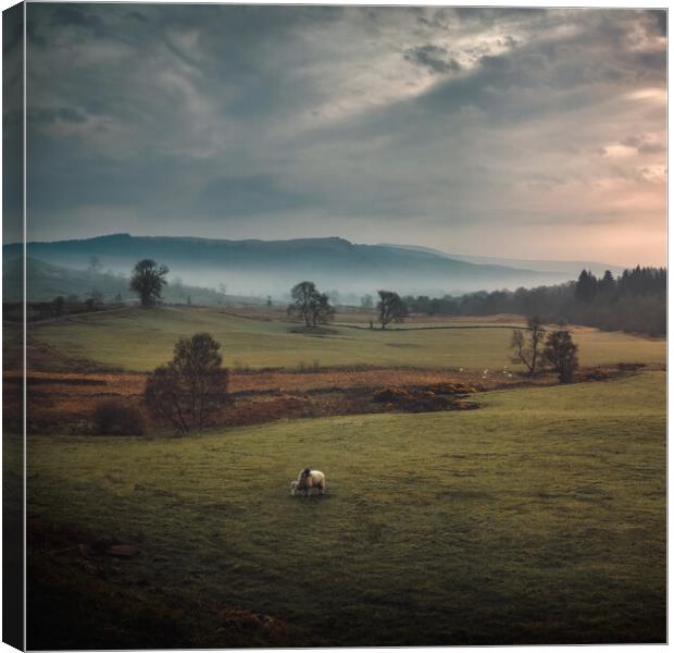 Misty morning in the Trossachs Canvas Print by Miles Gray