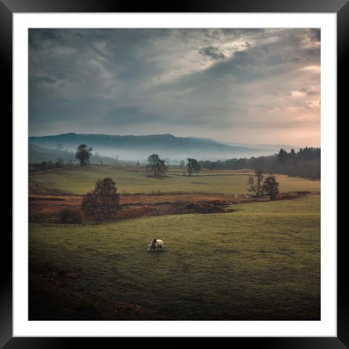 Misty morning in the Trossachs Framed Mounted Print by Miles Gray