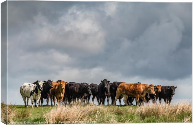 Cattle on the Skyline  Canvas Print by Richard Laidler