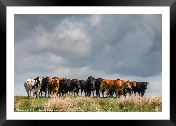 Cattle on the Skyline  Framed Mounted Print by Richard Laidler