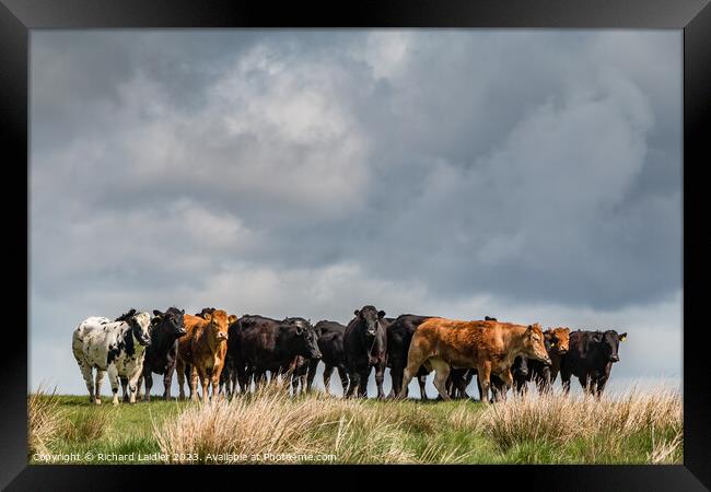 Cattle on the Skyline  Framed Print by Richard Laidler