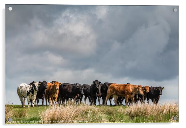 Cattle on the Skyline  Acrylic by Richard Laidler