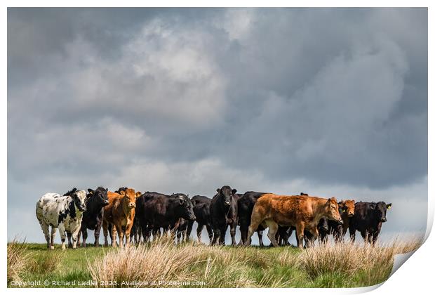 Cattle on the Skyline  Print by Richard Laidler