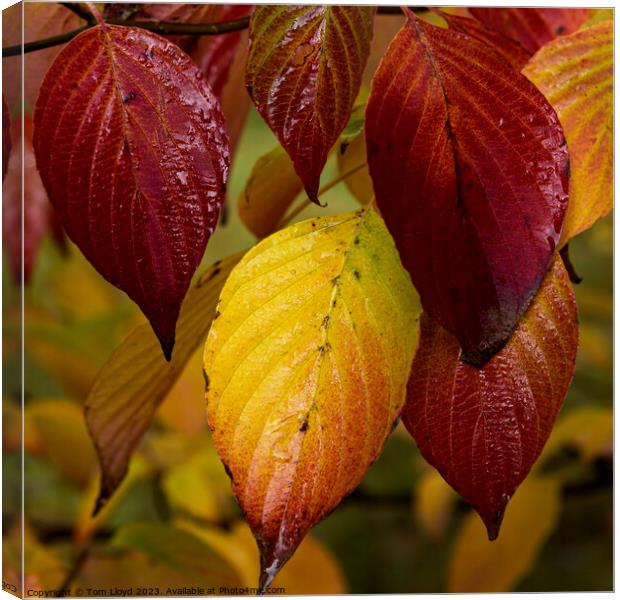 Foliage Canvas Print by Tom Lloyd