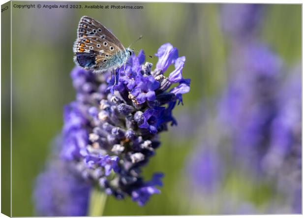 Common Blue Butterfly. Canvas Print by Angela Aird