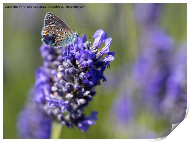 Common Blue Butterfly. Print by Angela Aird