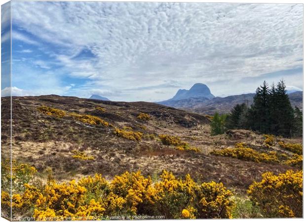 Yellow gorse and Suilven mountain Canvas Print by yvonne & paul carroll