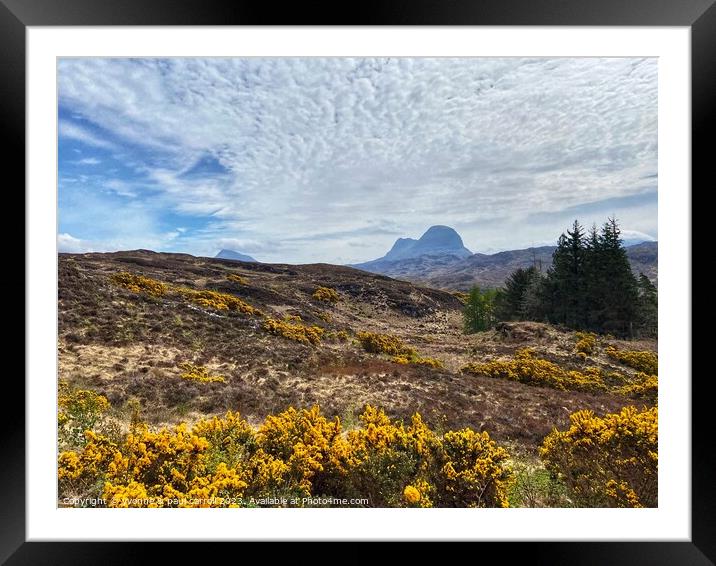 Yellow gorse and Suilven mountain Framed Mounted Print by yvonne & paul carroll