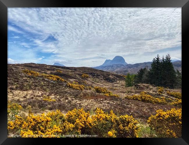 Yellow gorse and Suilven mountain Framed Print by yvonne & paul carroll
