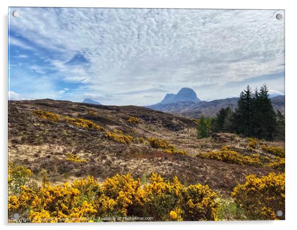 Yellow gorse and Suilven mountain Acrylic by yvonne & paul carroll
