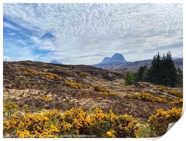 Yellow gorse and Suilven mountain Print by yvonne & paul carroll
