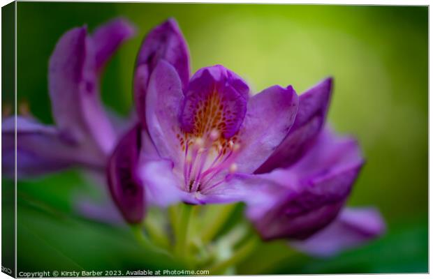 Rhododendron  Canvas Print by Kirsty Barber
