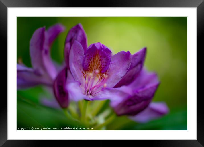 Rhododendron  Framed Mounted Print by Kirsty Barber