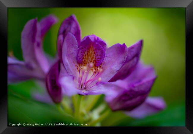 Rhododendron  Framed Print by Kirsty Barber