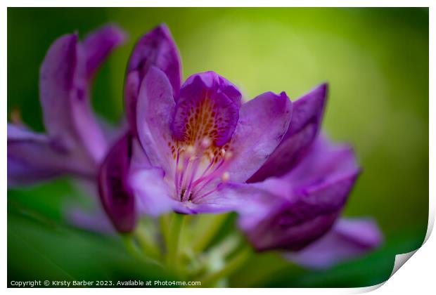 Rhododendron  Print by Kirsty Barber