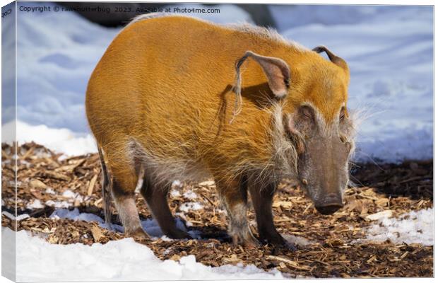 Red River Hog In The Snow Canvas Print by rawshutterbug 