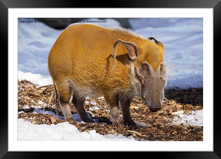 Red River Hog In The Snow Framed Mounted Print by rawshutterbug 