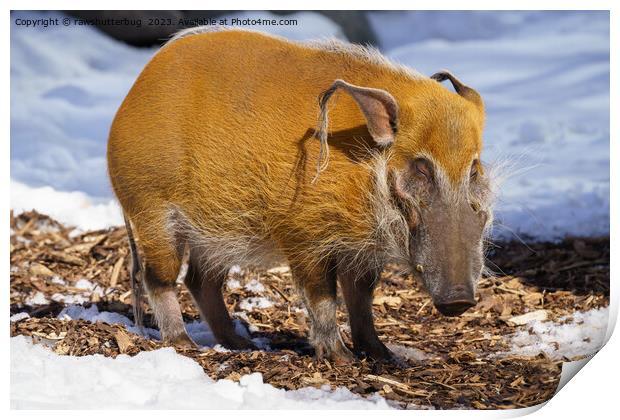 Red River Hog In The Snow Print by rawshutterbug 