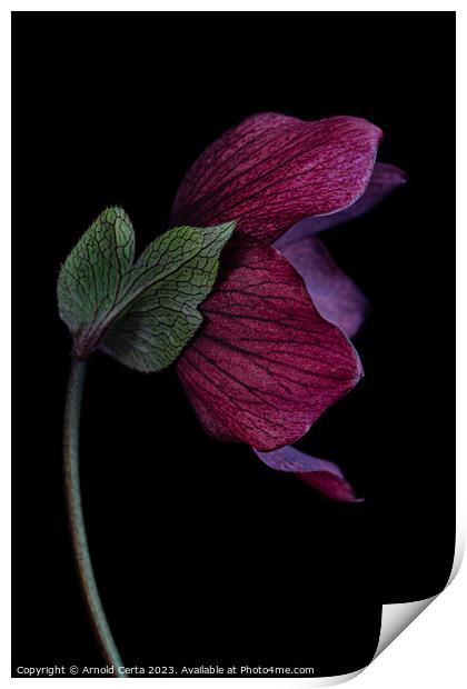 Plant flower Print by Arnold Certa