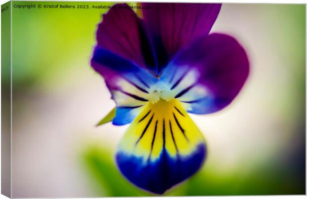 Macro shot of violet flower head. Canvas Print by Kristof Bellens