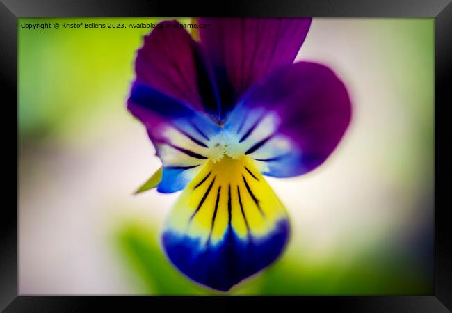 Macro shot of violet flower head. Framed Print by Kristof Bellens