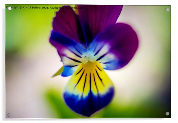Macro shot of violet flower head. Acrylic by Kristof Bellens