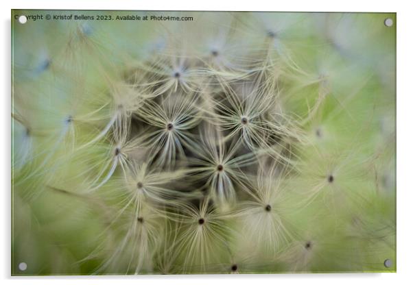 Closeup macro shot of dandelion seed head with selective focus Acrylic by Kristof Bellens