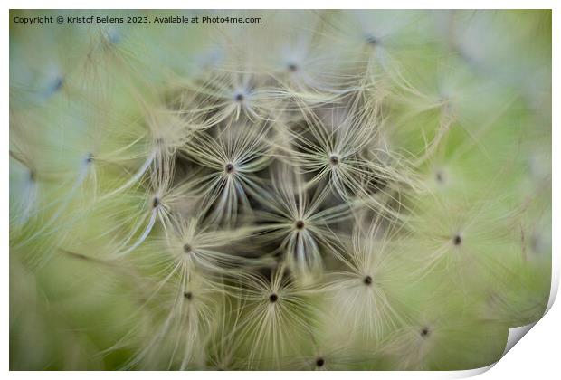Closeup macro shot of dandelion seed head with selective focus Print by Kristof Bellens