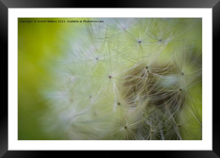 Closeup macro shot of dandelion seed head with selective focus Framed Mounted Print by Kristof Bellens